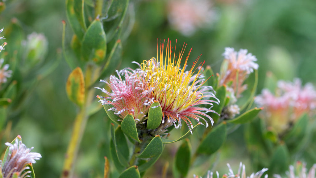 Leucospermum Calypso Pink
