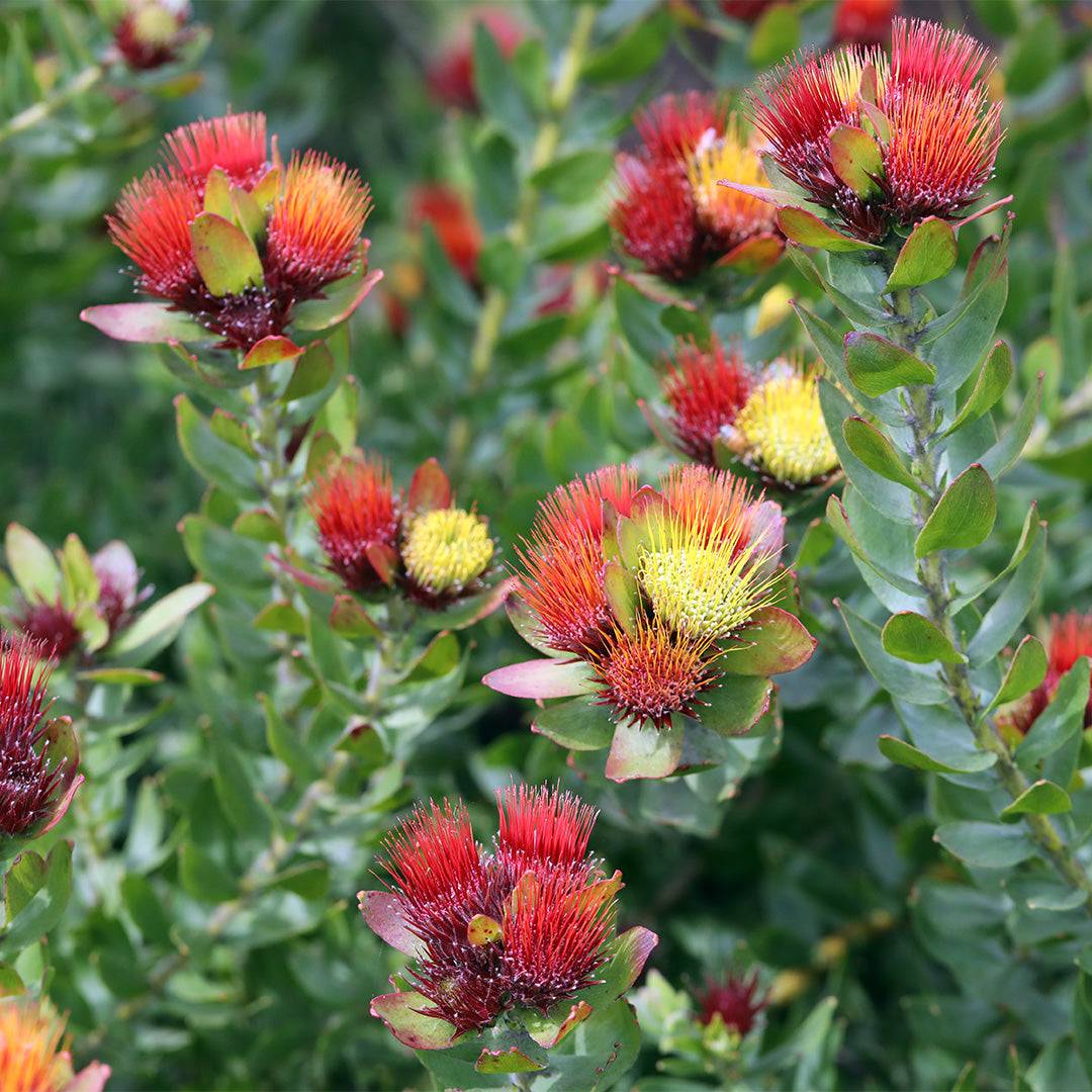 Leucospermum Calypso Red