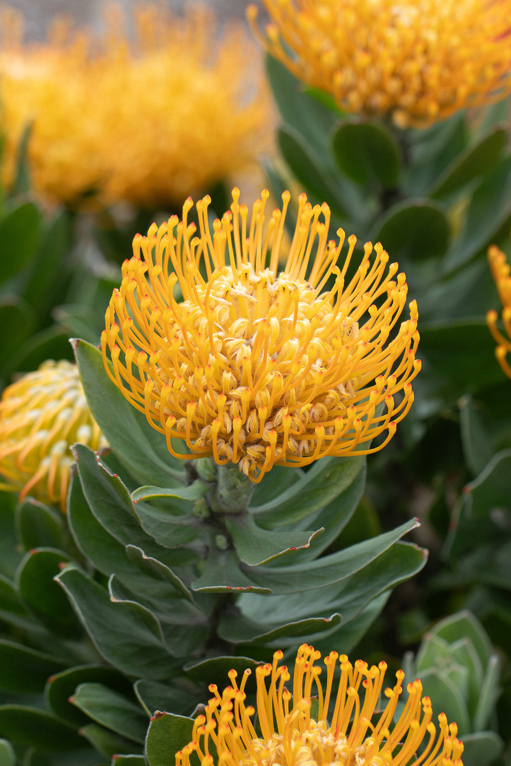 Leucospermum Carnival Copper