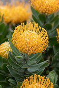 Leucospermum Carnival Copper