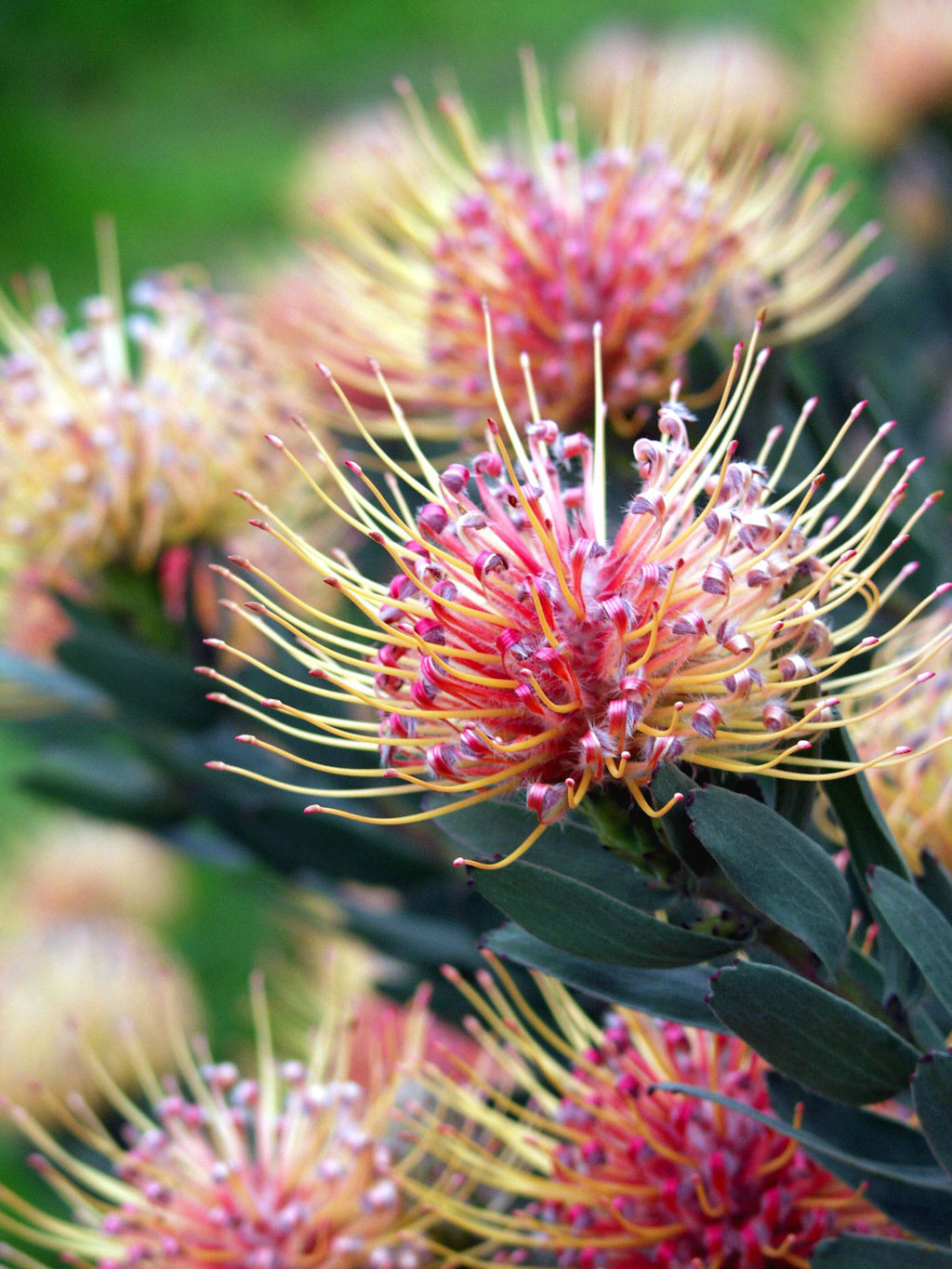 Leucospermum Carnival® Peach