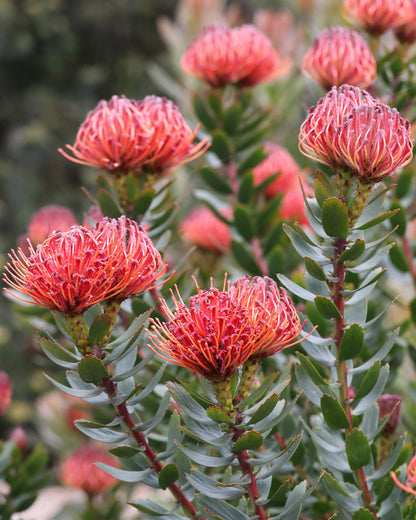 Leucospermum Carnival Red