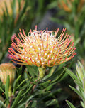 Leucospermum Carnival® Sunrise