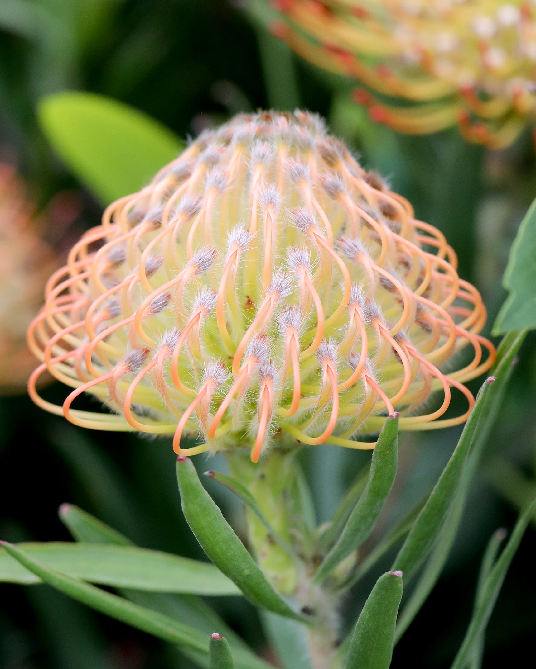 Leucospermum Carnival® Sunrise