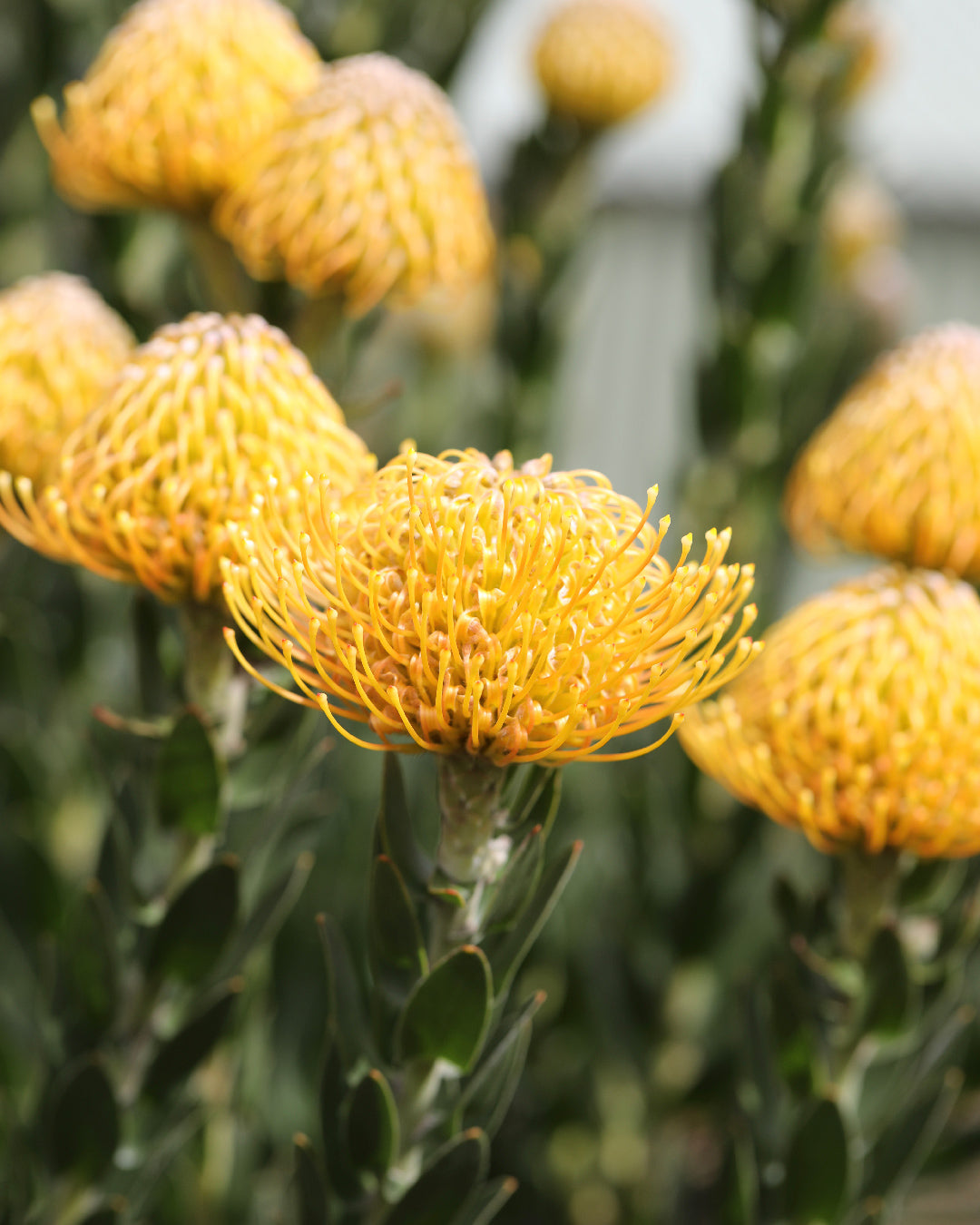 Leucospermum Carnival Yellow