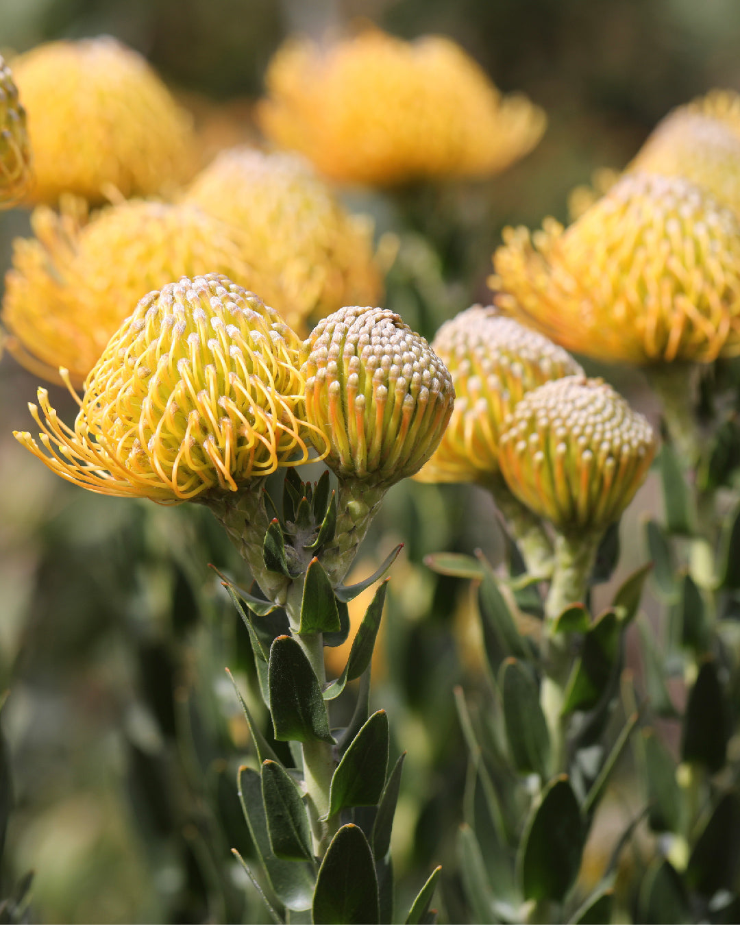 Leucospermum Carnival Yellow