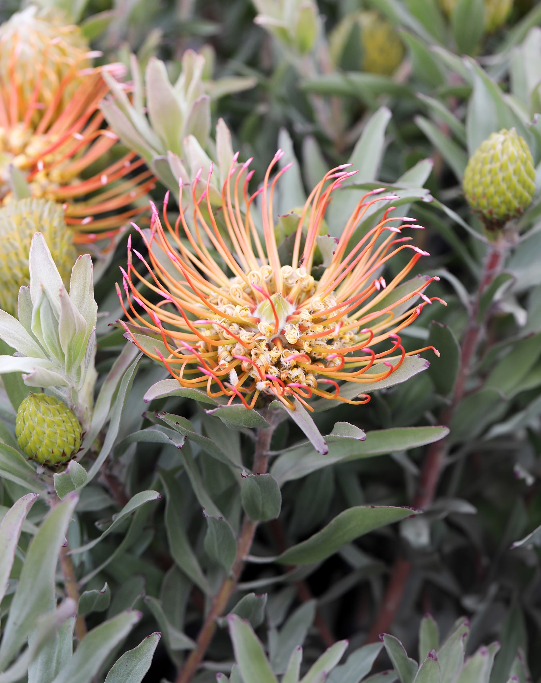 Leucospermum Catherinae