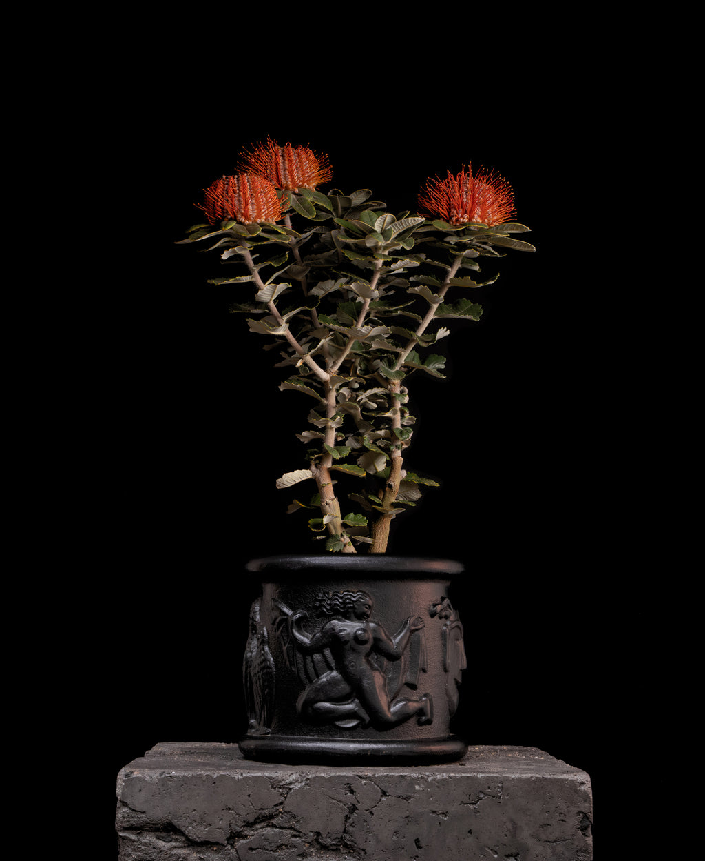 Scarlet Honey Possum - Banksia coccinea