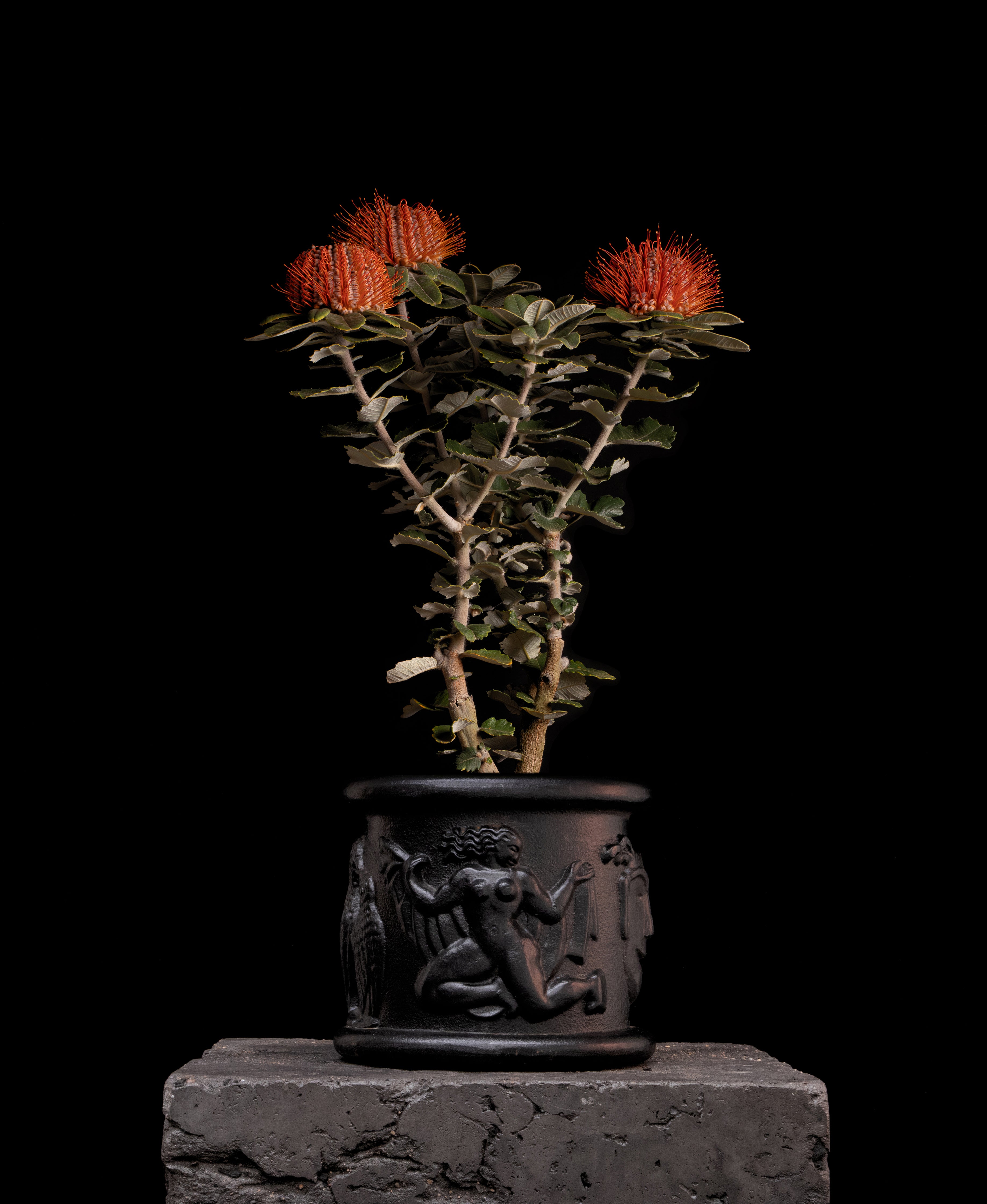 Scarlet Honey Possum - Banksia coccinea