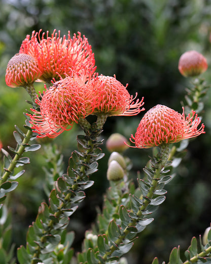 Leucospermum Cordifolium
