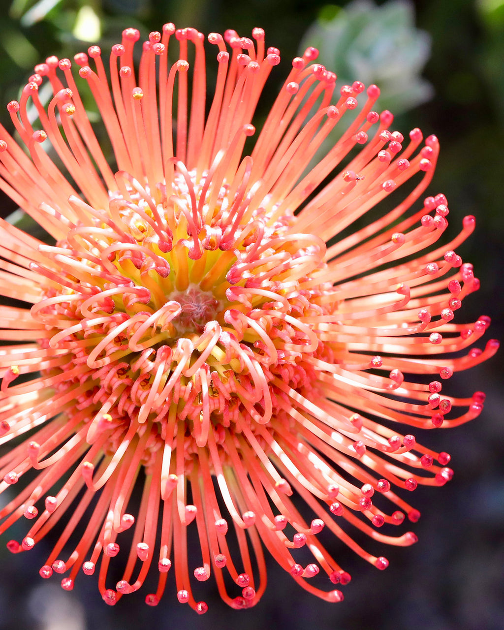 Leucospermum Cordifolium