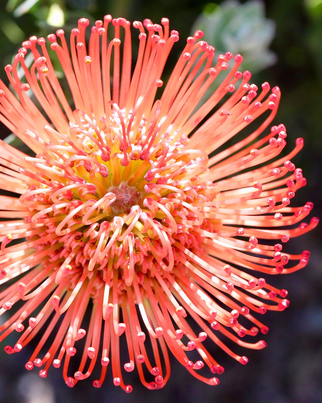 Leucospermum Cordifolium