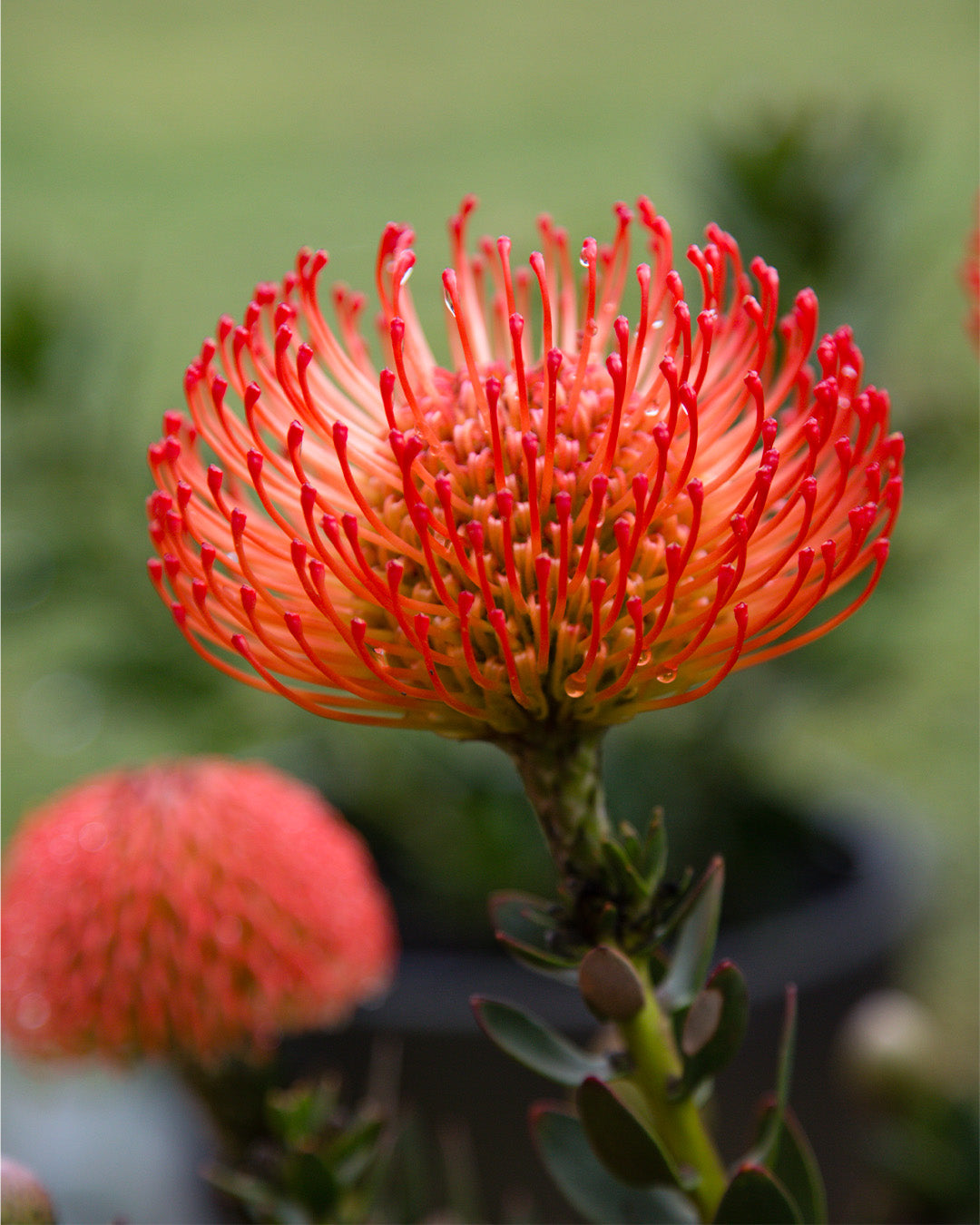 Leucospermum Cordifolium