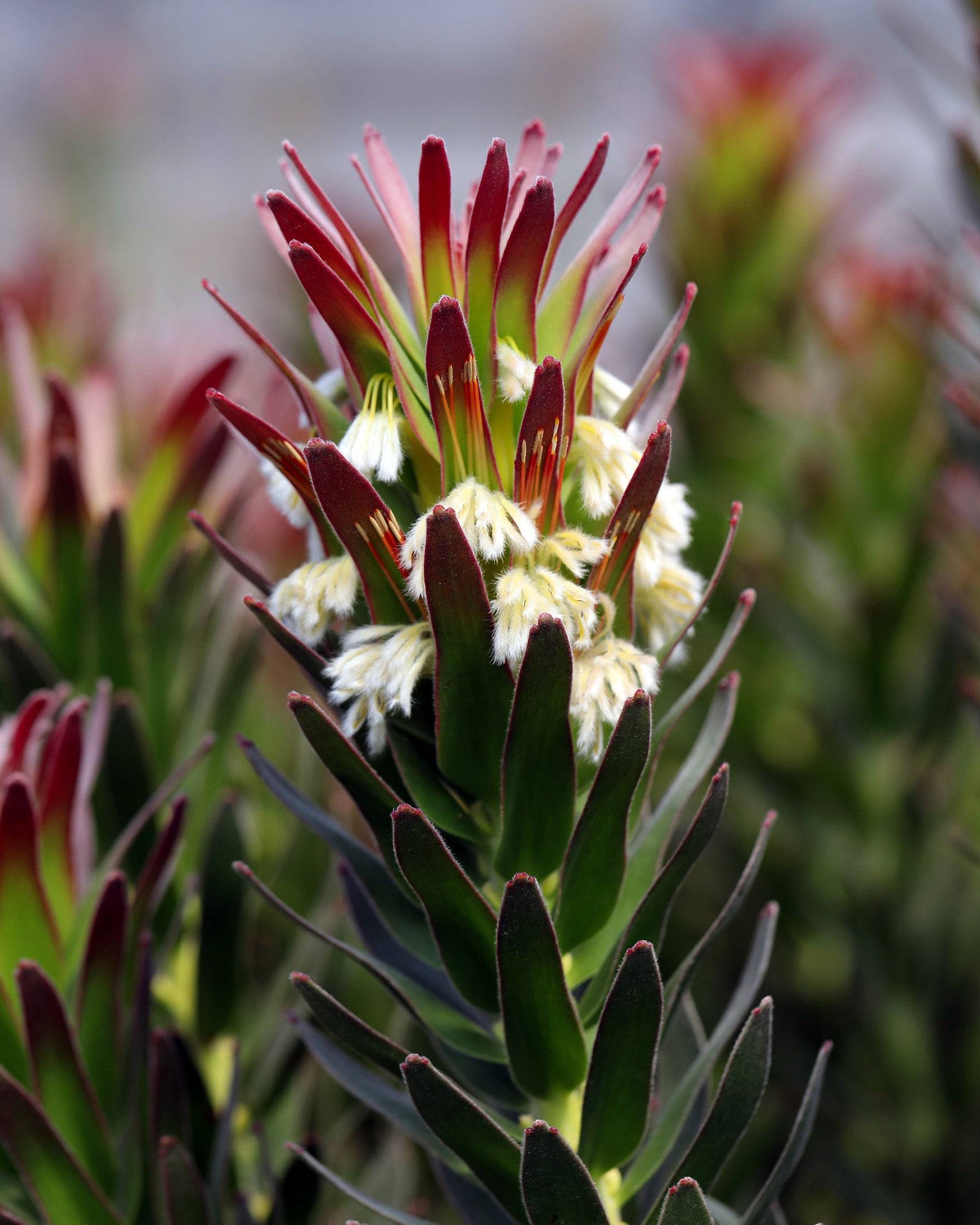 Mimetes Crackerjack Red