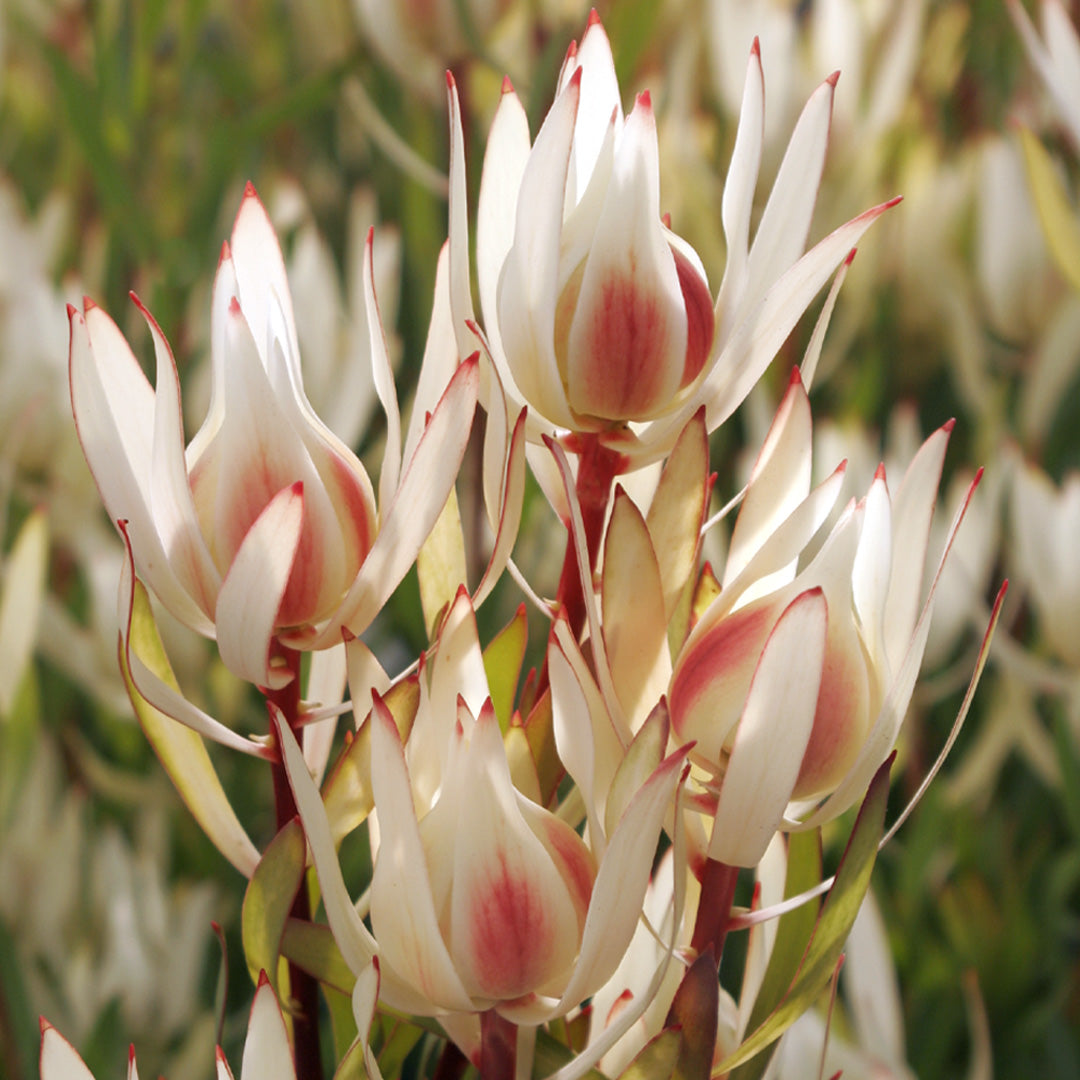 Leucadendron Cream Delight