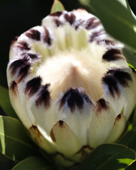 Protea Cream Mink Plant