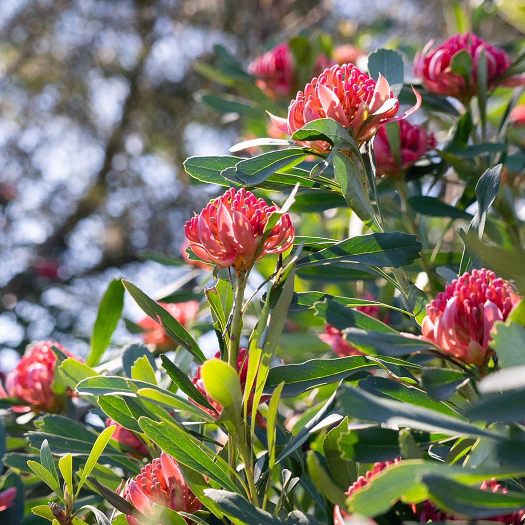 Telopea Digger Waratah