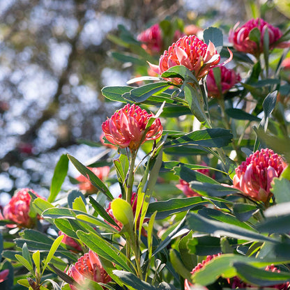 Telopea Digger Waratah