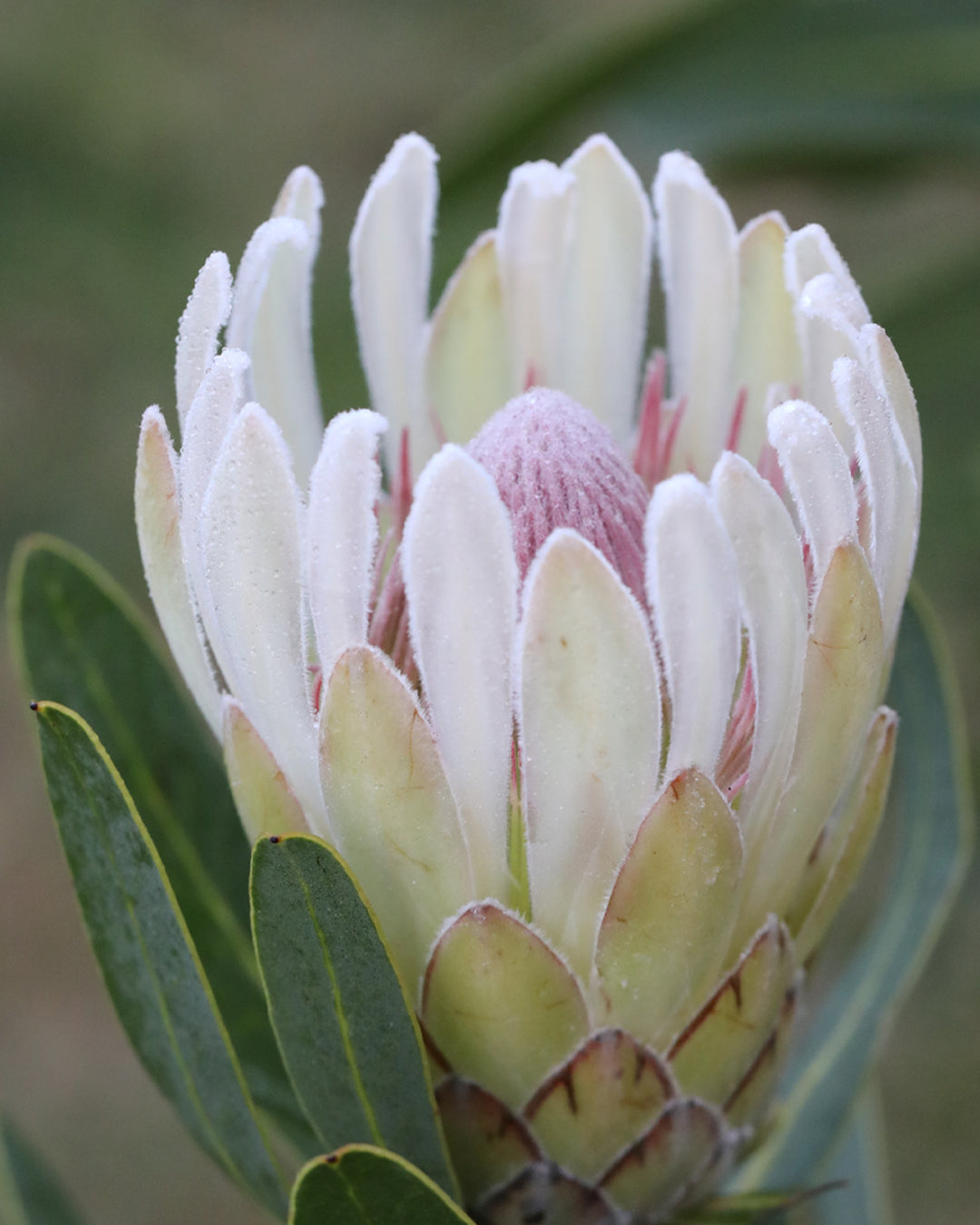 Protea Donna