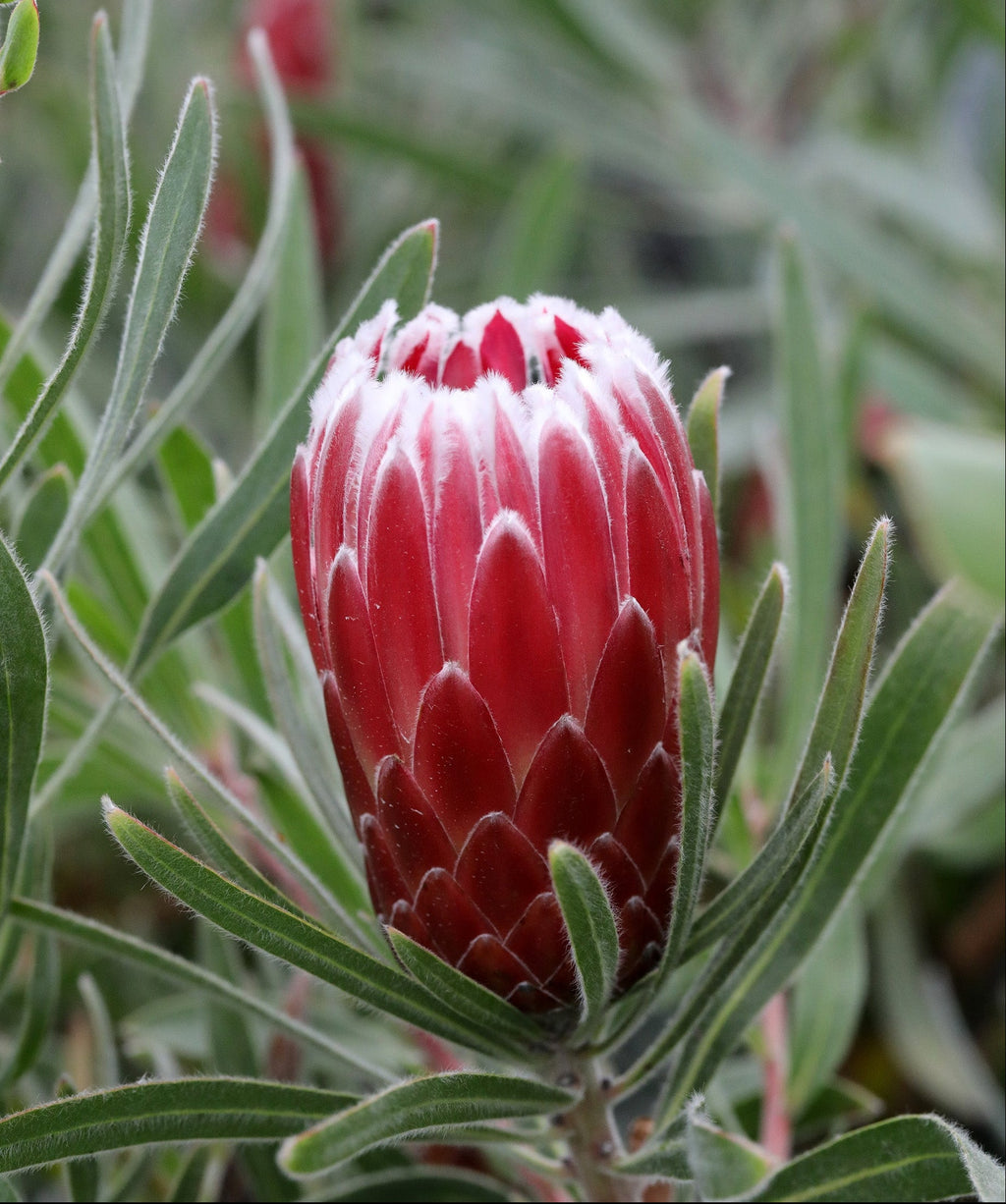 Protea Eclipse