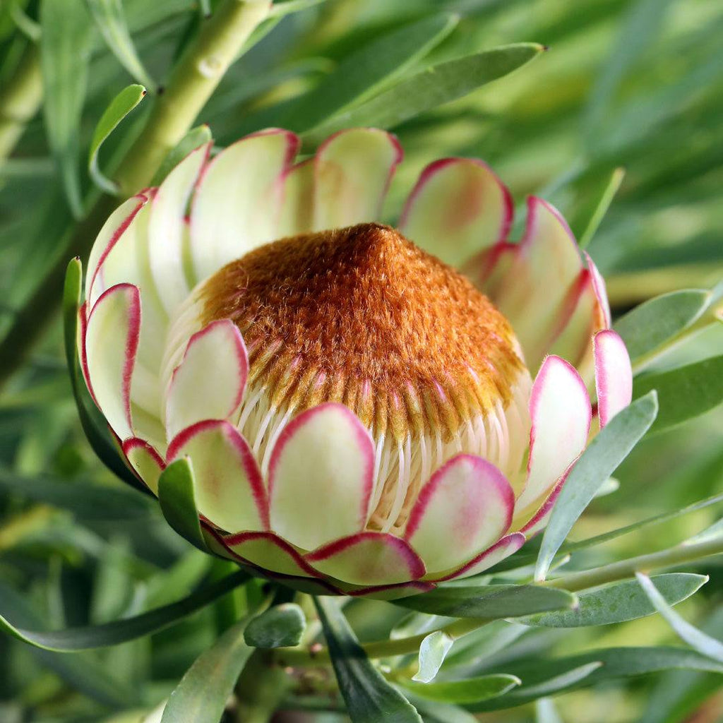 Protea Effusa