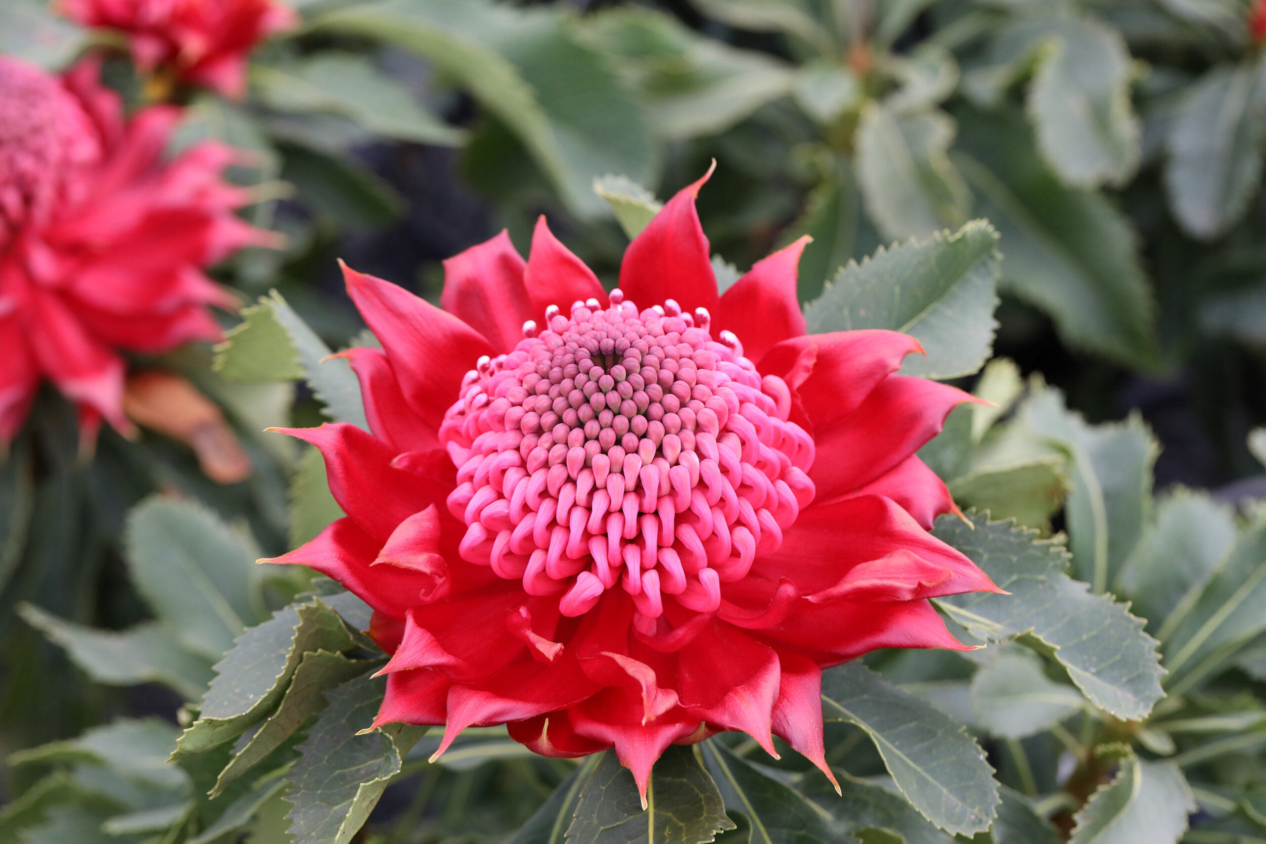 Telopea Enchanted Rose