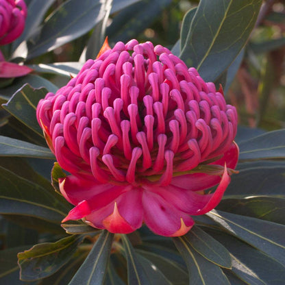 Telopea Enchanted Flame Waratah