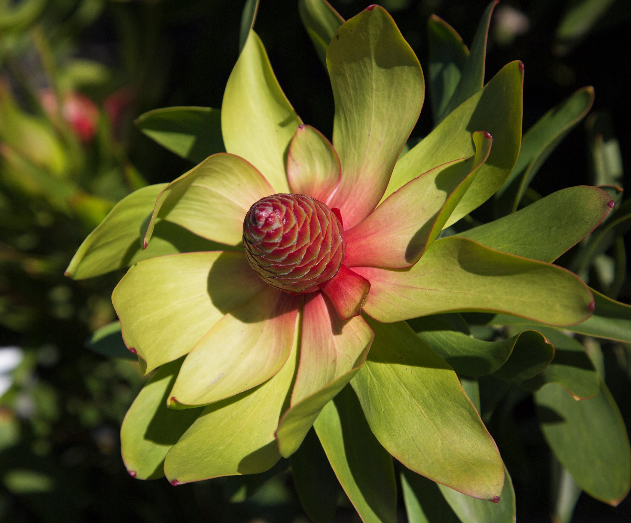 Leucadendron Fantasy Sunrise