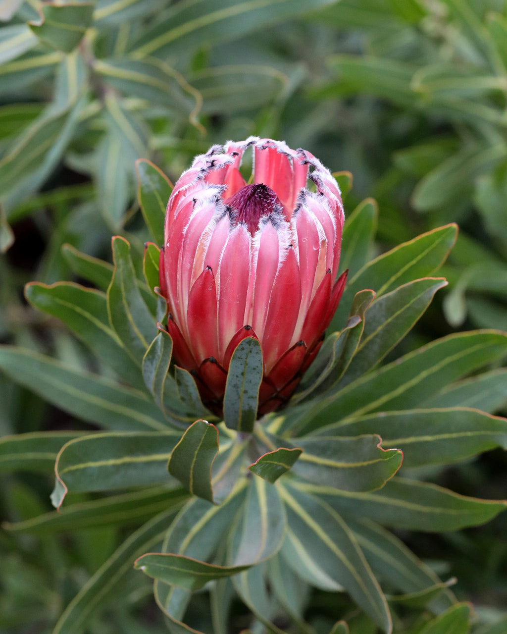 Protea Frosted Fire