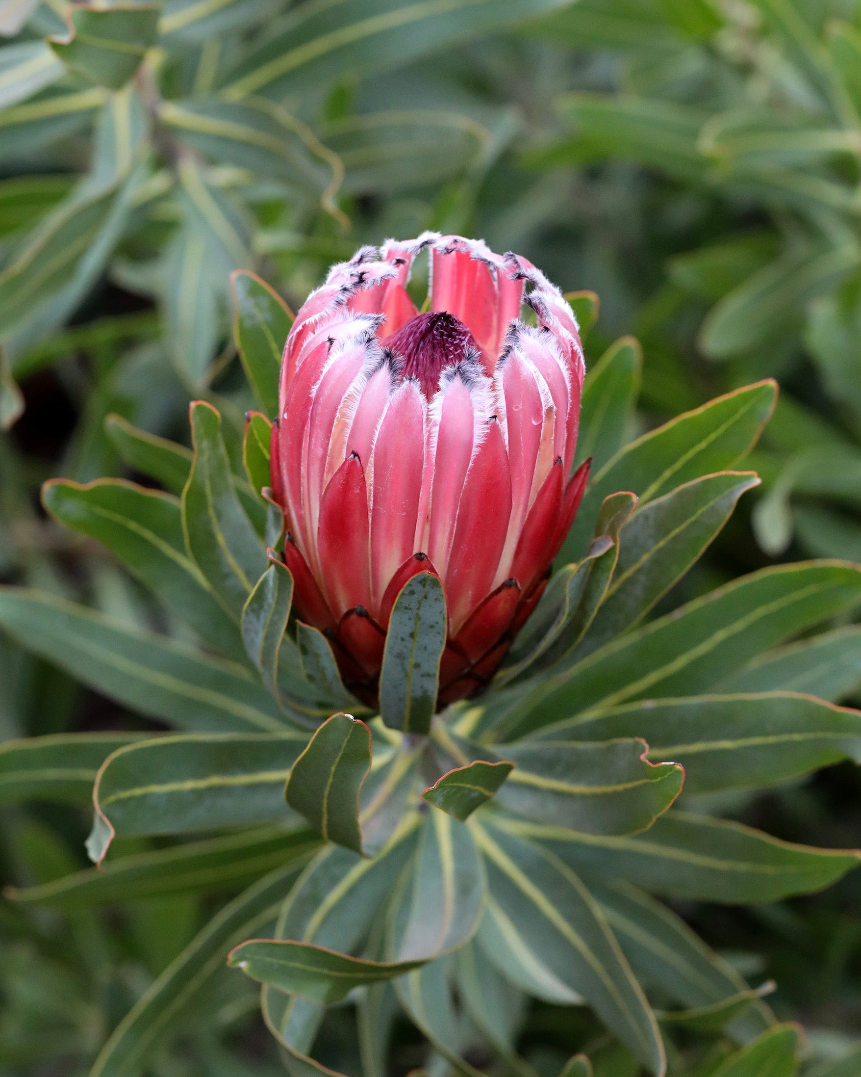 Protea Frosted Fire