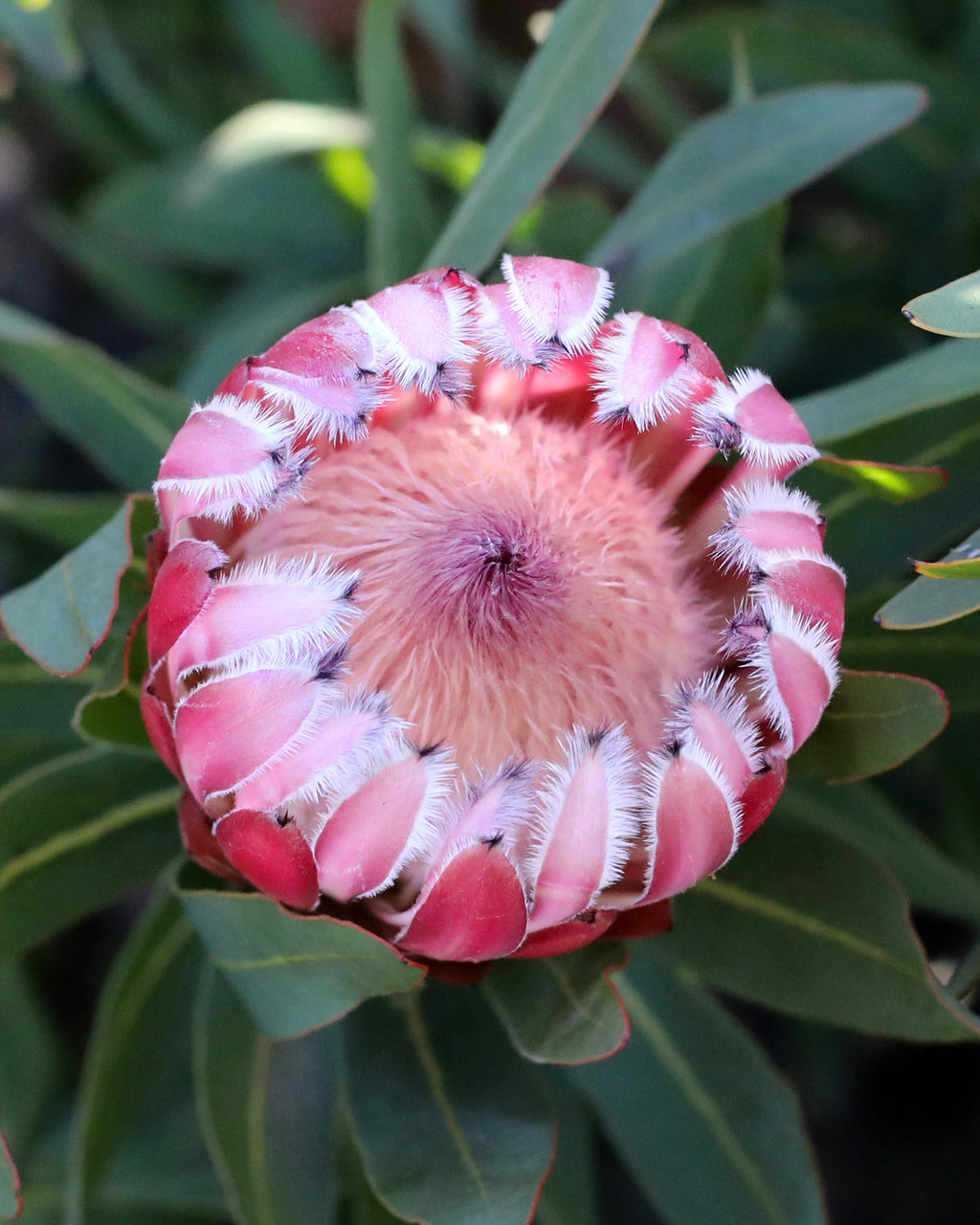 Protea Frosted Fire