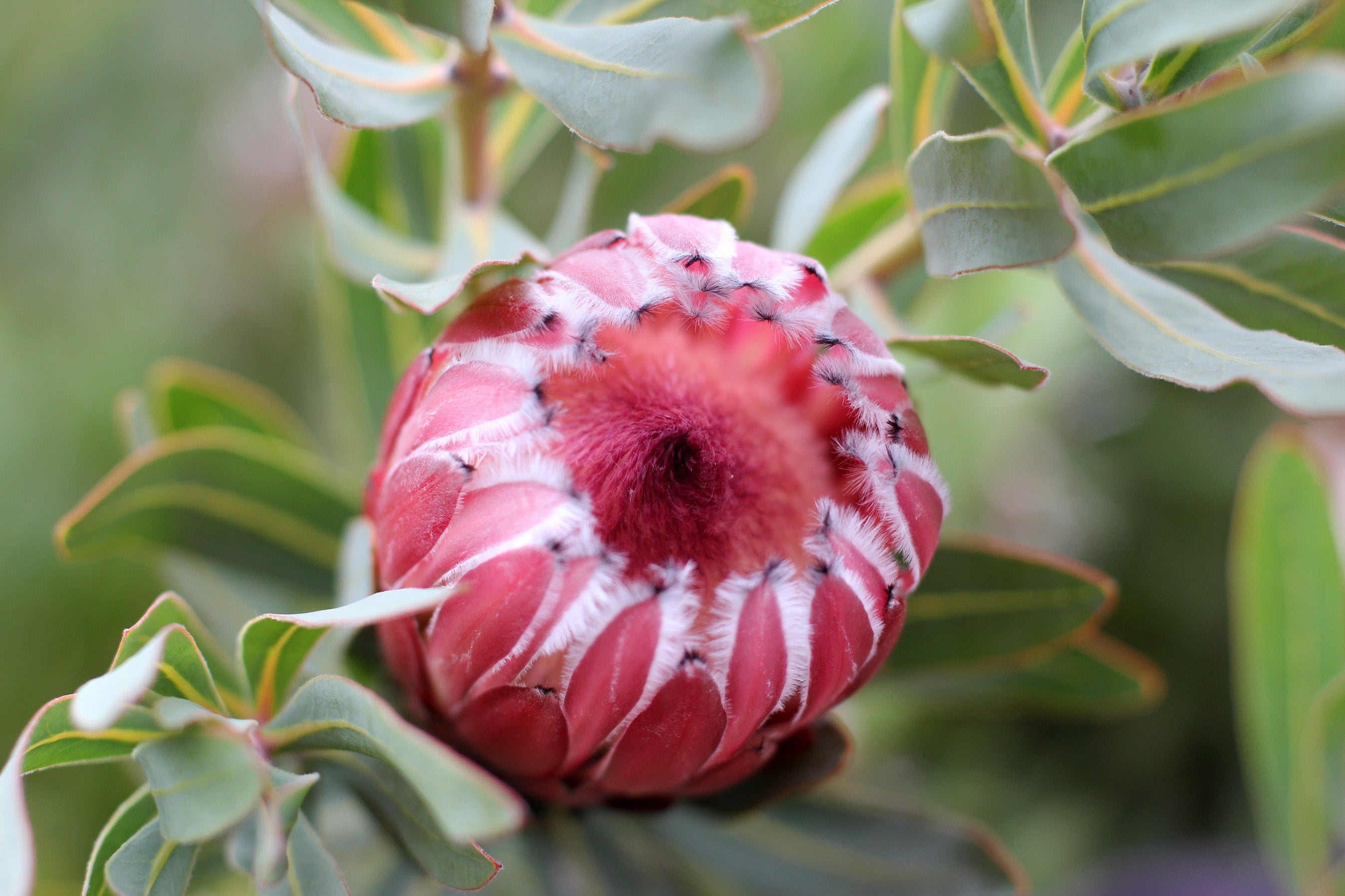 Protea Frosted Fire