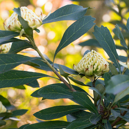 Telopea Georgie Girl Waratah