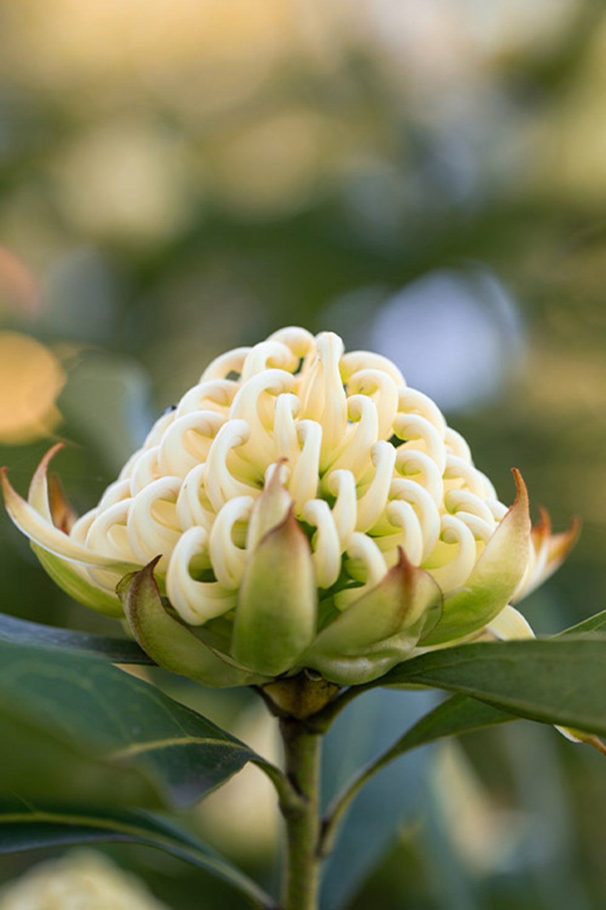 Georgie Girl Waratah