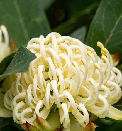 Telopea Georgie Girl Waratah