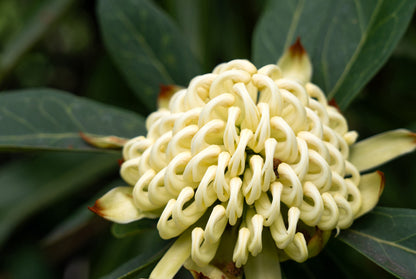 Georgie Girl Waratah