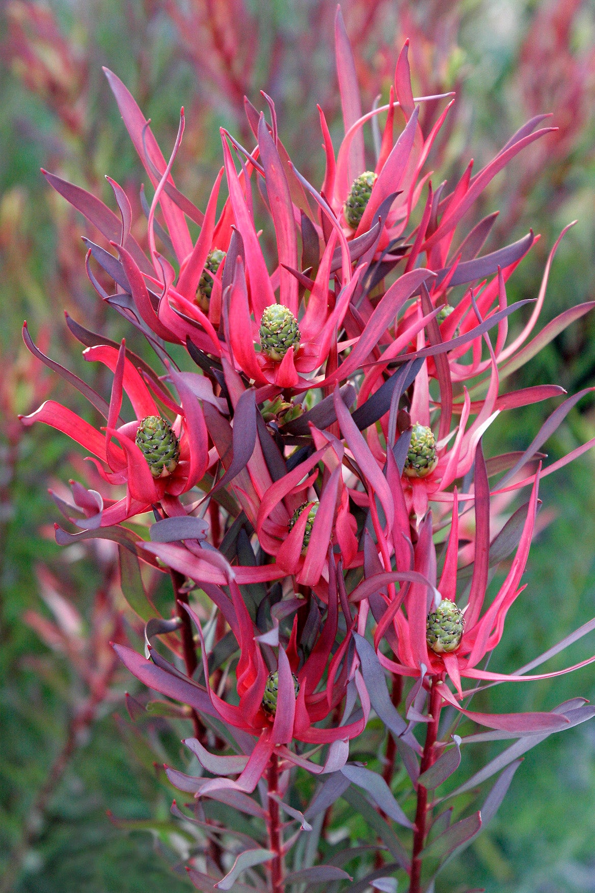 Leucadendron Gypsy Red