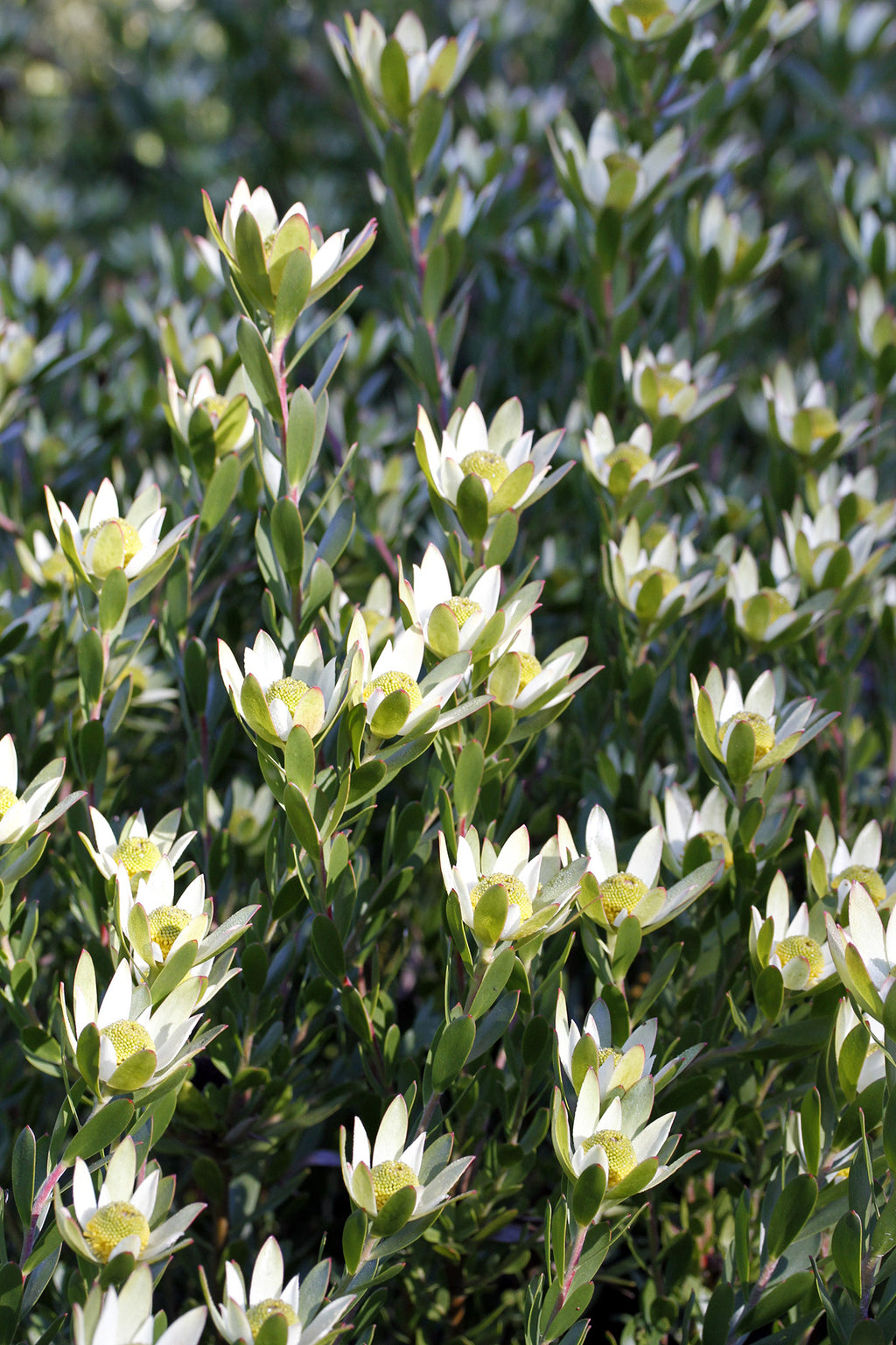 Leucadendron Harvest