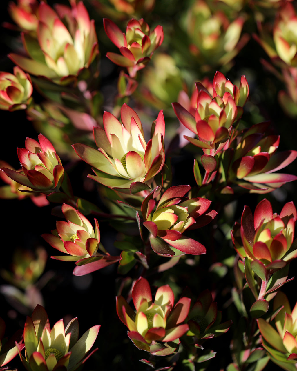 Leucadendron Harvest