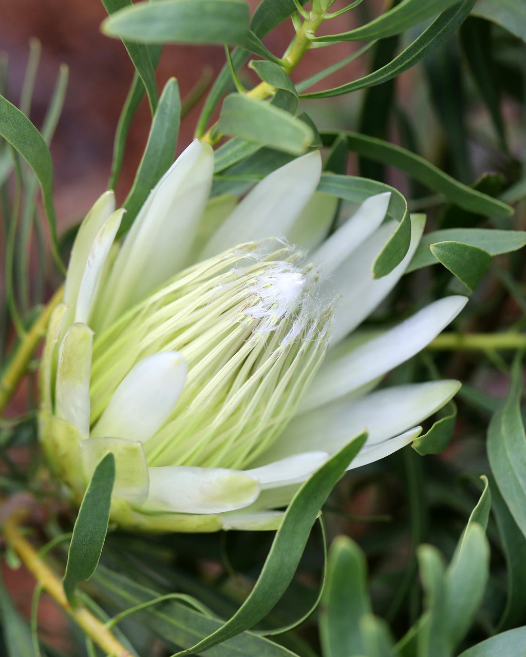 Protea Honeyglow