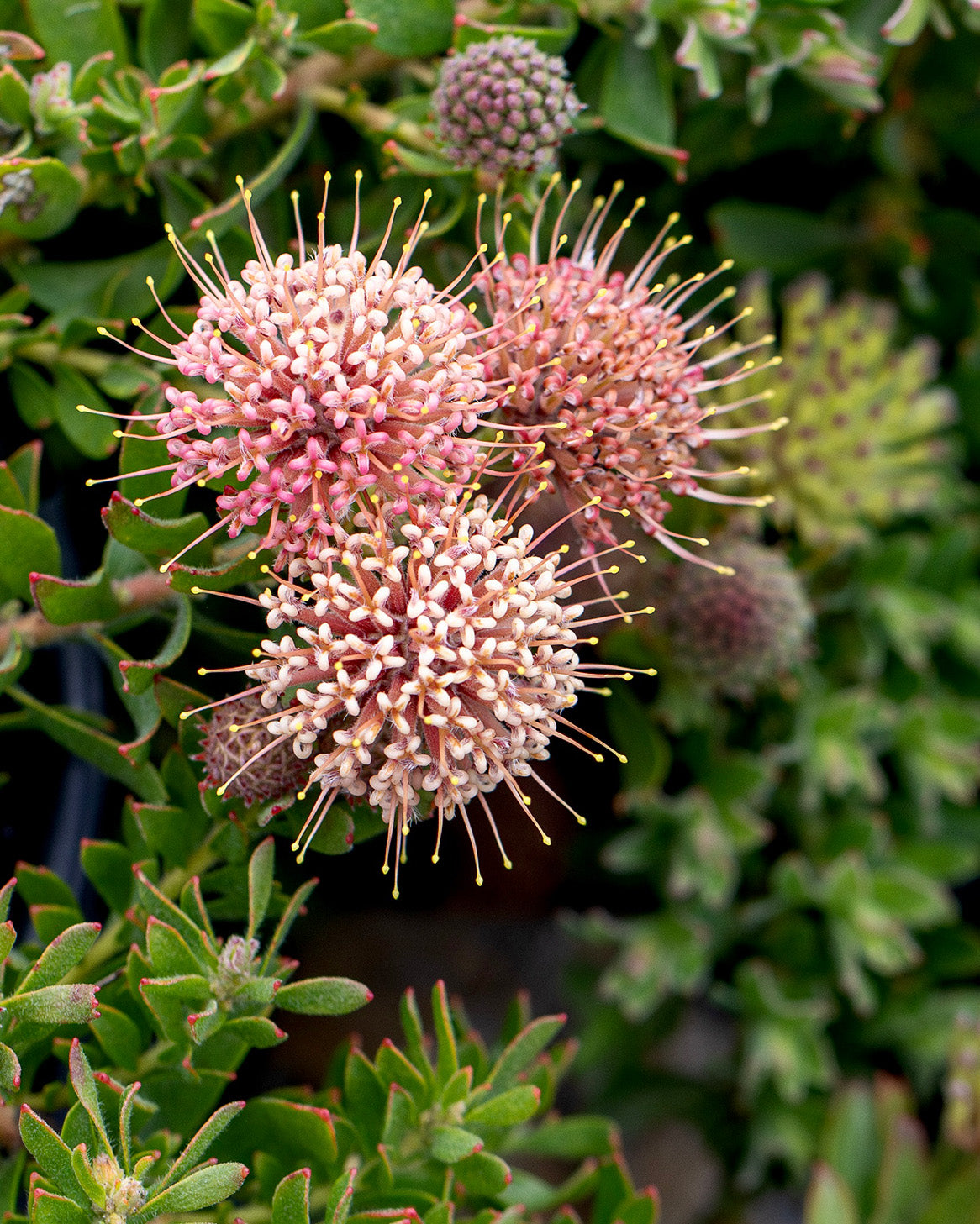 Leucospermum Hullabaloo