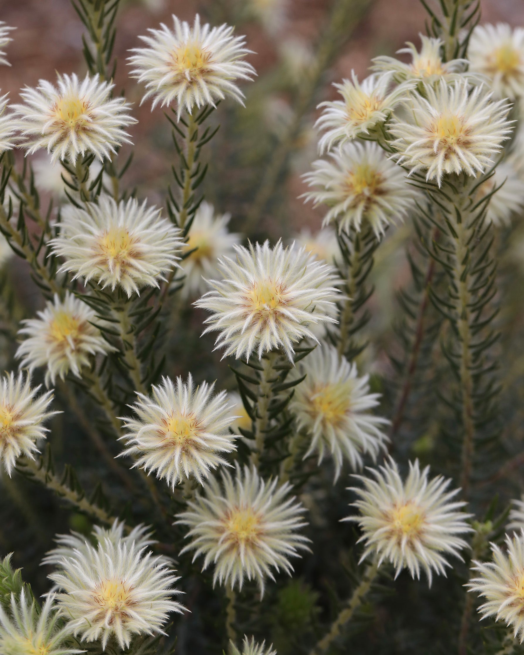 Phylica Hydra Plant