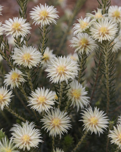 Phylica Hydra Plant