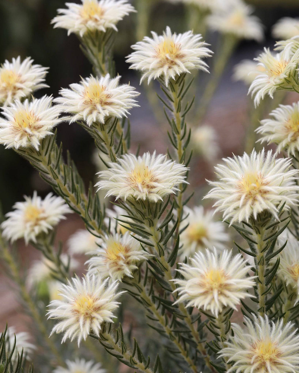Phylica Hydra Plant
