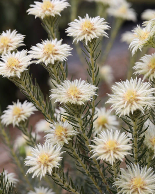 Phylica Hydra Plant