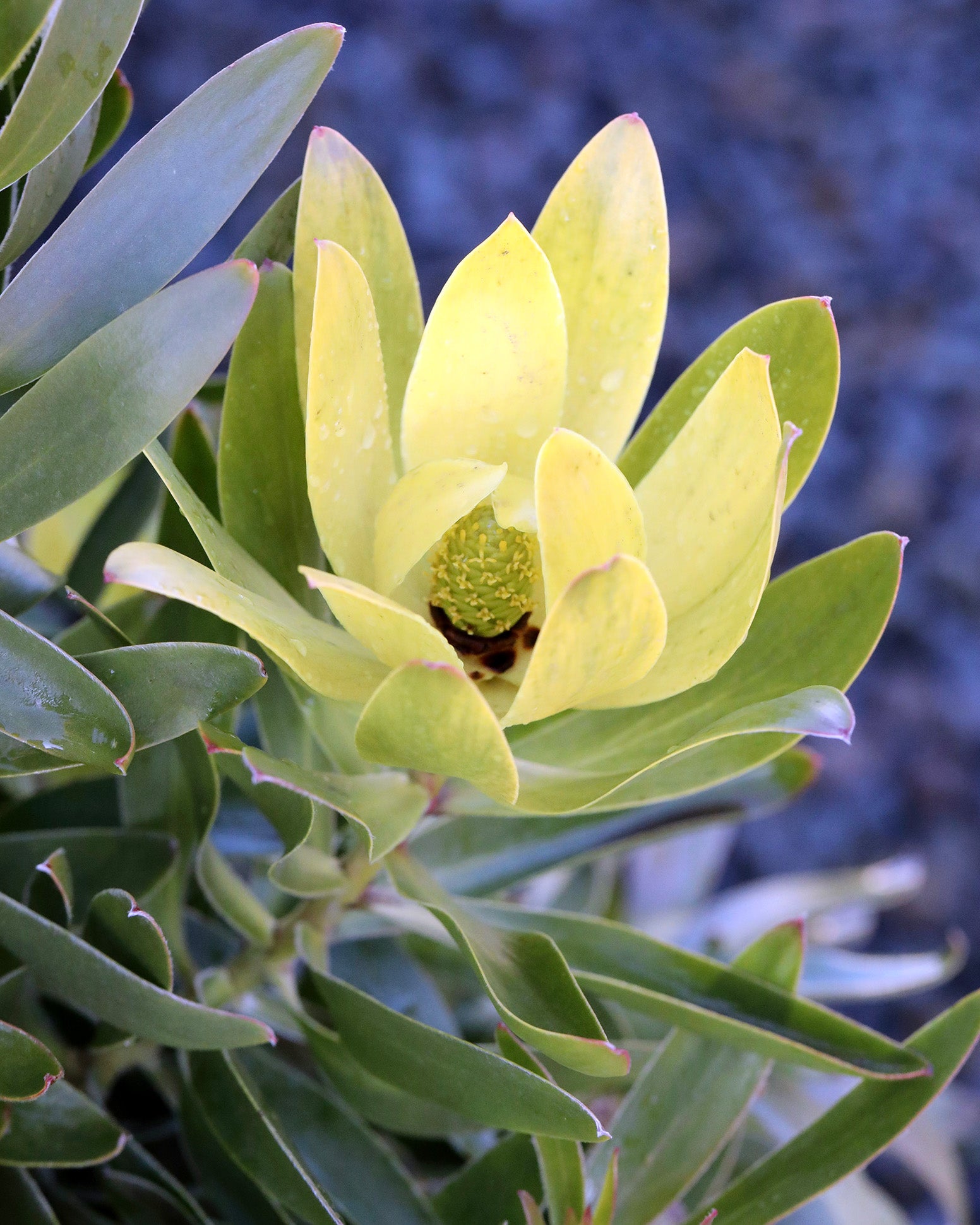 Leucadendron Hyperion's Glow