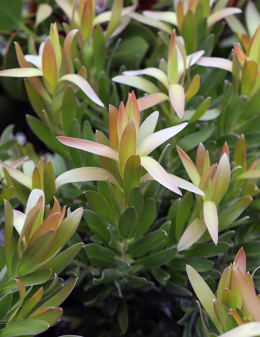 Leucadendron Hyperion's Glow