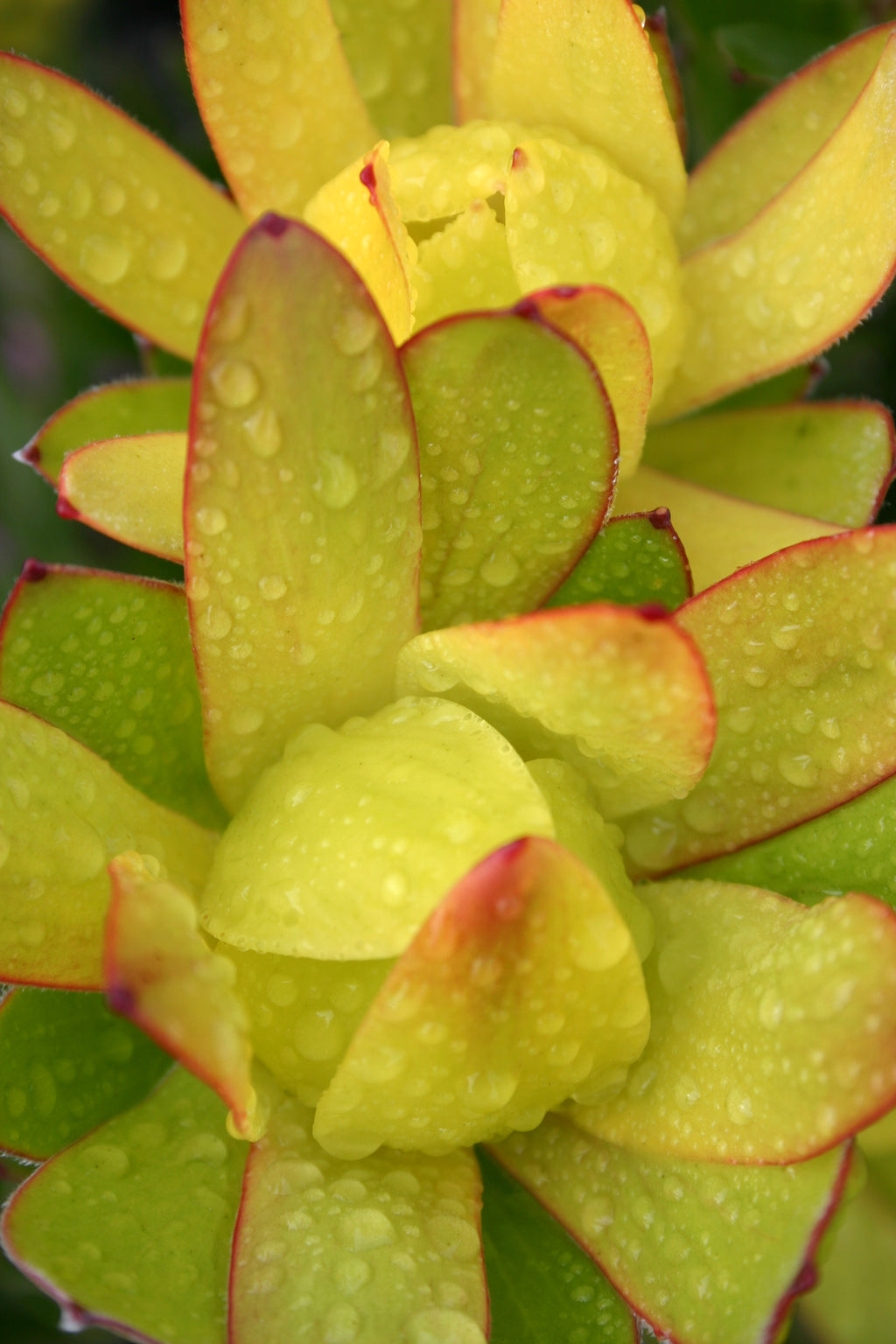 Leucadendron Inca Gold