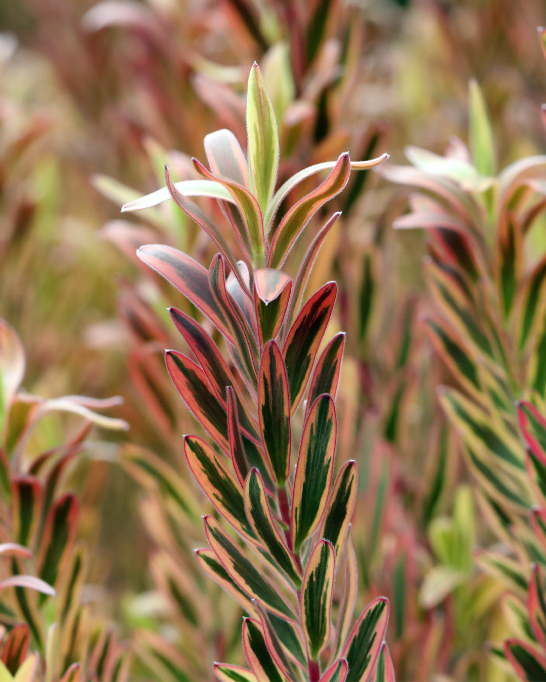 Leucadendron Jester