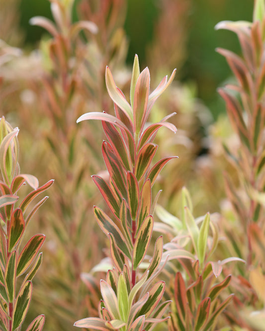 Leucadendron Jester